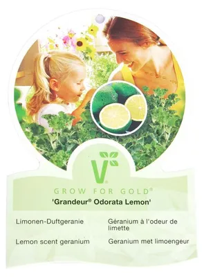 Produktbild von Duftgeranie "Limone" - Pelargonia odorata  Hybr. 12cm Topf