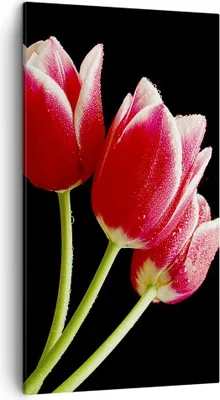 Produktbild von Bild auf Leinwand - Leinwandbild - Tulpe garten blume blumenstrauß - 45x80cm - Wand Bild - Wanddeko - Leinwanddruck - Bilder - Kunstdruck - Wanddekoration - Leinwand bilder - Wandkunst - PA45x80-1494