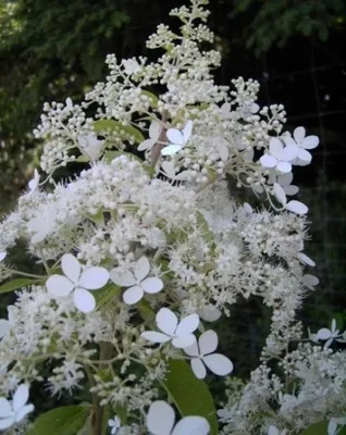 Produktbild von Rispenhortensie Brussels Lace - Hydrangea paniculata Brussels Lace
