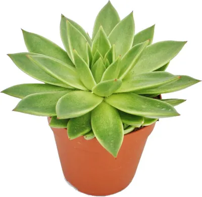 Immagine prodotto di Echeveria agavoides - pianta di grandi dimensioni in vaso da 12 cm