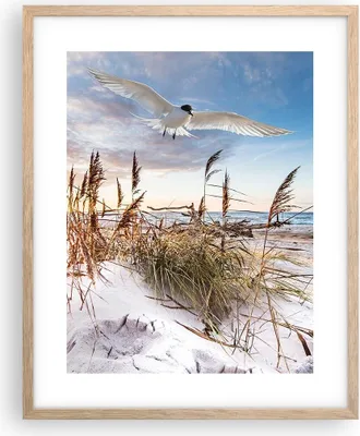 Produktbild von Gerahmtes Poster - Rahmen in heller Eiche - Möwe Meer Küste - 40x50 cm - Wand Bild - Wanddeko - Wandbilder - Kunstposter - Wandposter - Bilderrahmen - Bilder - Kunstdruck - P2NPA40x50-4902