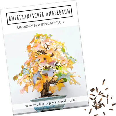 Produktbild von Außergewöhnliche Bonsai Samen mit hoher Keimrate - Pflanzen Samen Set für deinen eigenen Bonsai Baum (1x Amerikanischer Amberbaum)…