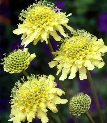 Produktbild von BALDUR Garten Winterharte gelbe Scabiose,2 Pflanzen, duftende, hellgelbe Blüten, bienenfreundliche Staude, lange Blütezeit, reich blühend, winterhart, pflegeleicht
