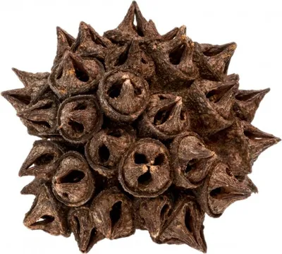 Produktbild von Eucalyptus Lehmannii, Größe ca. 4-6cm