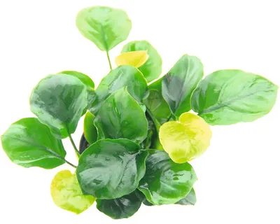 Produktbild von Speerblatt Coin Leaf - Anubias barteri Coin Leaf