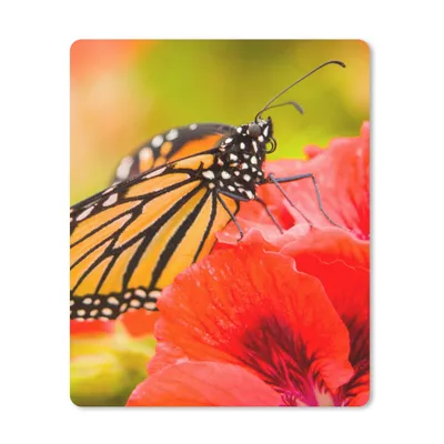 Produktbild von MuchoWow® Mauspad Mousepad Blumen - Schmetterlinge - Monarch 30x40 cm - Mousepads - Maus Mat - Pad - Mausunterlage - Mausmatten