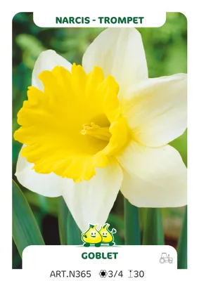 Image de 100 x Narcissus trompet 'Goblet' - Bulbe de fleurs