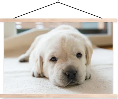 Produktbild von MuchoWow® Textilposter Eine Nahaufnahme eines müden Labrador-Welpen 120x80 cm mit holzfarbenen Rahmen - Aufhängeset