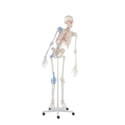 Produktbild von Model szkieletu Erler Zimmer "Szkielet szkolny Max", ruchomy