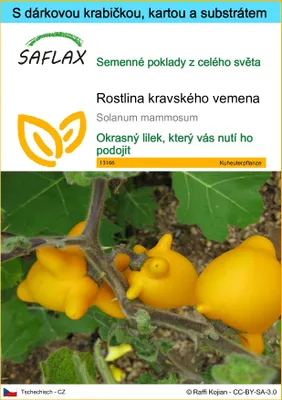 Obrázek produktu pro SAFLAX Dárková sada - rostlina kravského vemena - Solanum mammosum - 10 Semena - S dárkovou krabičkou, přepravním štítkem, dárkovou kartou a pěstebním médiem