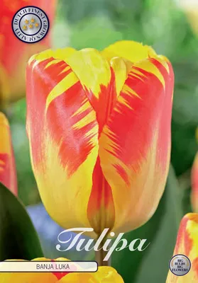 Artikelbild 2 von 'Tulpe Banja Luka (10 Stück)' aus der Kategorie Tulpenzwiebeln