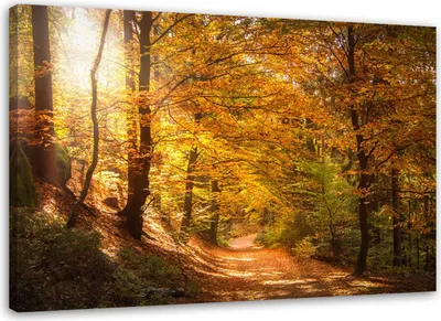 Produktbild von Leinwandbild wald herbstlandschaft 90x60 cm Feeby gelb wandbild bereit zum aufhängen