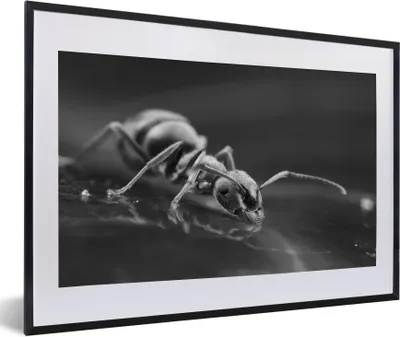 Produktbild von MuchoWow® Gerahmtes Poster Trinkende Ameise - schwarz und weiß 60x40 cm - Poster mit Schwarzem Bilderrahmen Wandposter Rahmen Foto Bilder - Schlafzimmer - Plakat in Rahmen - Drucken