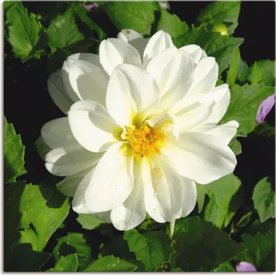 Produktbild von ARTland Leinwandbild Weiße Dahlienblüte Größe: 50x50 cm