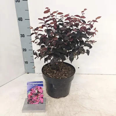 Zdjęcie produktu dla Loropetalum chinense ‘Pipa's Red’ – loropetalum | 30–40 cm w doniczce