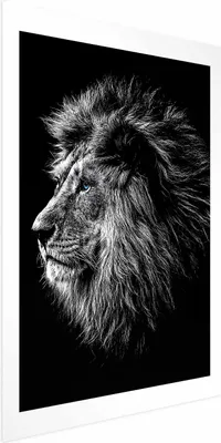 Produktbild von Posterpapier Poster - Blue-eyed Lion 29.7x42 cm Tiere g-C-0122-ao-a