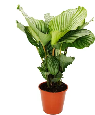 Zdjęcie produktu dla Roslina cieniolubna XXL o wygladzie zebry - Calathea orbifolia - doniczka 19 cm - wysokosc ok. 70-80 cm