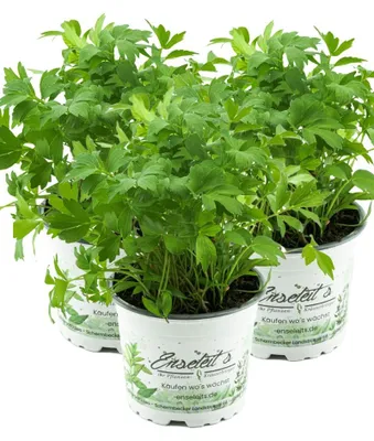 Produktbild von Enseleits 3er Set Liebstöckel Pflanze, Levisticum officinale, Maggikraut, frisch für die Küche