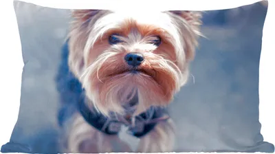 Produktbild von MuchoWow® Zierkissen Sofakissen Wohnzimmer Dekokissen 50x30 cm Nahaufnahme eines Yorkshire Terriers - Wohnzimmerdekoration - Polster mit Photo