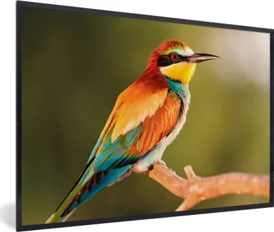 Produktbild von MuchoWow® Gerahmtes Poster Vögel - Bienenfresser - Regenbogen - Tiere 90x60 cm - Poster mit Schwarzem Bilderrahmen Wandposter Rahmen Foto Bilder - Fotorahmen - Foto-Plakat