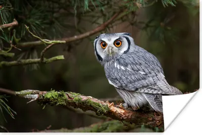 Produktbild von MuchoWow® Poster Eule - Vogel - Äste - Natur 180x120 cm - Fotoplakat