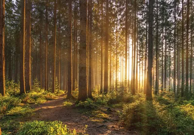 Produktbild von Vlies Fototapete Wald 416x254 cm inkl. Kleister Sonne Natur Landschaft Sonnenuntergang Fototapeten Vliestapete Wohnzimmer Schlafzimmer Tapete Wandtapete Motivtapete