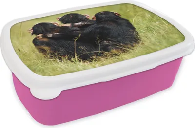 Produktbild von KitchenYeah® Lunchbox Brotzeit Brotdose 17x11 cm Affe - Gras - Tiere Kinder Brotzeitdose - Lunchpaket - Brotkasten  - Sandwich Box
