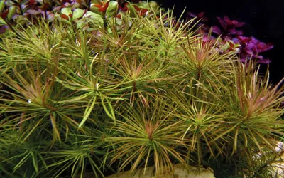 Produktbild von Aquarium Pflanze Pogostemon stellata Tropica Nr.053G Wasserpflanzen