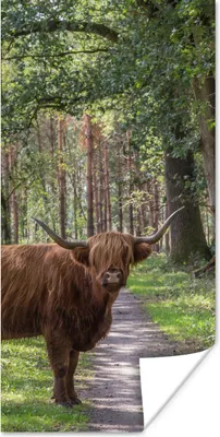 Produktbild von MuchoWow® Poster Schottischer Highlander - Kröte - Baum 80x160 cm - Kinderzimmer