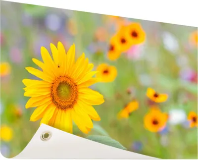 Produktbild von Gartenposter - 120x80 cm - Sonnenblume  - Modernes Wandbilder - Natur