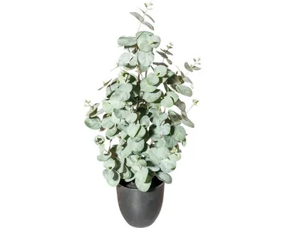 Produktbild von Kunstpflanze Eucalyptus Höhe: 60 cm grün