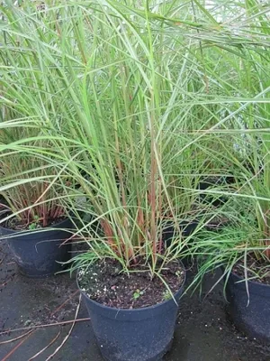 Produktbild von Miscanthus sinensis Flamingo - Garten-Chinaschilf Flamingo