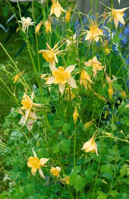 Produktbild von Aquilegia chrysantha 'Yellow Queen', Akelei, gelb, ca. 9x9 cm Topf