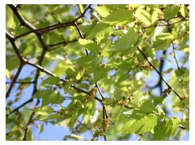 Produktbild von Zelkova serrata Pflanze 15-20cm Keaki Japanische Ulme
