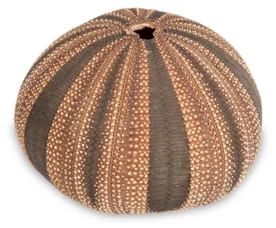 Produktbild von Seeigel Gehäuse 4-5 cm Mespilla globulus maritime Deko Tillandsienhalter