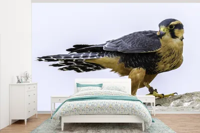 Produktbild von MuchoWow® Fototapete für Wohnzimmer oder Schlafzimmer Wandtapete Vinyl Motivtapete Wanderfalke - Vogel - Tiere - 345x220 cm - Wohnzimmertapete
