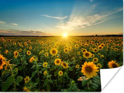 Produktbild von MuchoWow® Poster Sonnenuntergang - Blumen - Sonnenblume - Horizont - Landschaft 160x120 cm - Foto Plakat