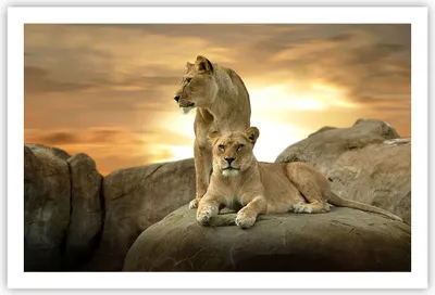 Produktbild von Poster - Poster ohne Rahmen - Löwen Sonnenuntergang Felsen Krallen - 91,5x61 cm - Wand Bild - Wanddeko - Wandbilder - Kunstposter - Wandposter - Bilder - Kunstdruck - Wandbild - P2XAA91x61-2958