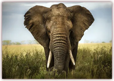 Produktbild von XXL Poster 100 x 70cm (S-811) Großer mächtiger Elefant (Lieferung gerollt!)