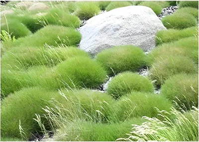 Produktbild von Stauden Gänge 1 x Festuca gautieri 'Pic Carlit' - Bärenfellgras - Die perfekte Wahl für bodendeckende Eleganz - perfekter Bodendecker