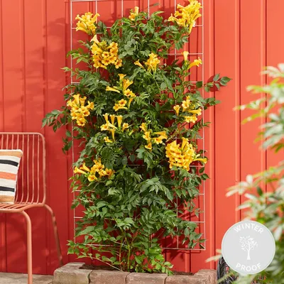 Produktbild von Campsis Radicans Flava, Trompetenblume, Gelb, 50-70 cm, Topf 15 cm