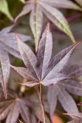 Produktbild von Roter Fächerahorn 'Atropurpureum' Acer palmatum 'Atropurpureum' C 150- 175