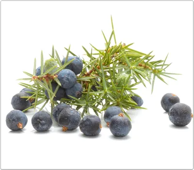Produktbild von Spritzschutz Herdabdeckplatte Schneidebrett aus Glas Beeren und Zweige 1-Teilig (60x52cm)