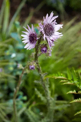 Produktbild von Berkheya purpurea, Silberdistel, purpur, ca. 11x11 cm Topf