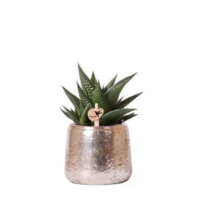 Produktbild von Kolibri Greens | Grünpflanze - Sukkulente Haworthia Limifolia im Luxustopf Silber - Topfgröße Ø9Cm - Grüne Zimmerpflanze - frisch vom Züchter