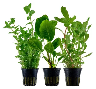 Produktbild von Pflanzen Set mit 3 Hintergrund Topf Aquarium Wasserpflanzen AquaOne Nr.231