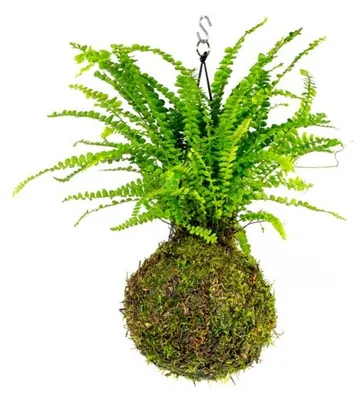 Produktbild von Gardners Kokedama Nephrolepis Duffi (L)