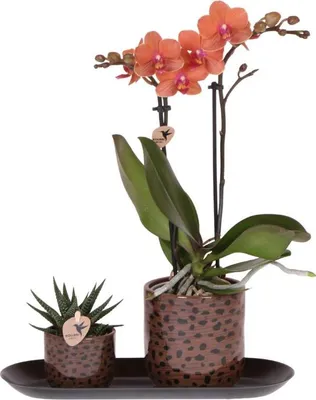 Produktbild von Leopard Geschenkset – Orange Bolzano Orchidee Ø9cm + Grünpflanze Ø6cm – Leopard-Übertöpfe + schwarzes ovales Tablett – frische Zimmerpflanzen Deko Set vom Züchter