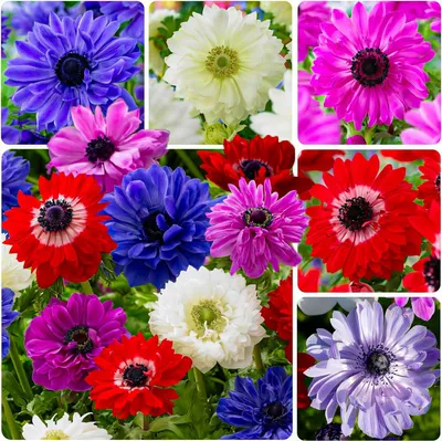 Imagen del producto de Bulbos de anémona resistentes al invierno, variedad St. Brigid - 50 bulbos de anémona mixtas - Bulbos de flores perennes - Plantas auténticas de Holanda - Ideales para macetas, balcones y jardines (plantas fuertes, sin semillas ni productos artificiales)