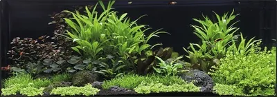 Produktbild von Aquarien-Wasserpflanzenpaket XXL Hygrophilia Creek" für 120 l Aquarium, Aquarium Pflanzen Set mit 25 Töpfen"